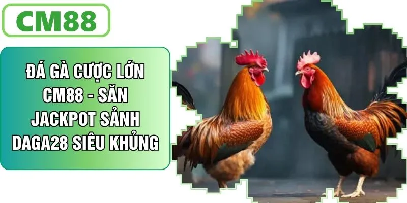 Đá Gà Cược Lớn CM88 - Săn Giải Jackpot Sảnh Daga28 Siêu Khủng